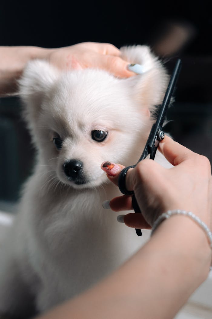 Adorable white puppy gets a haircut during a grooming session. Perfect pet salon image.