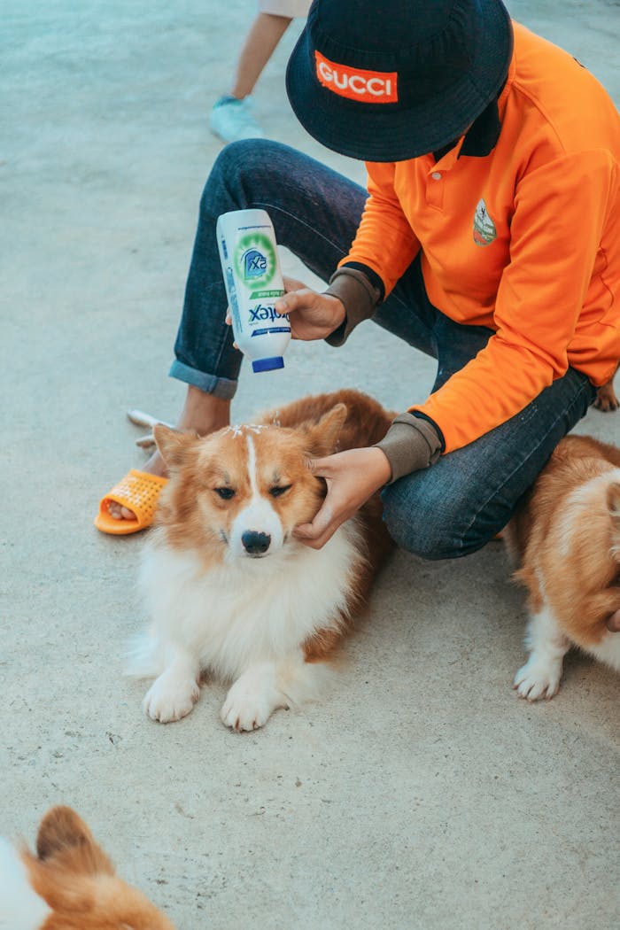 A person grooming a corgi with pet shampoo while seated outdoors.