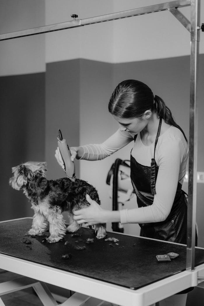 A skilled groomer trims a terrier's fur during a dog grooming session.