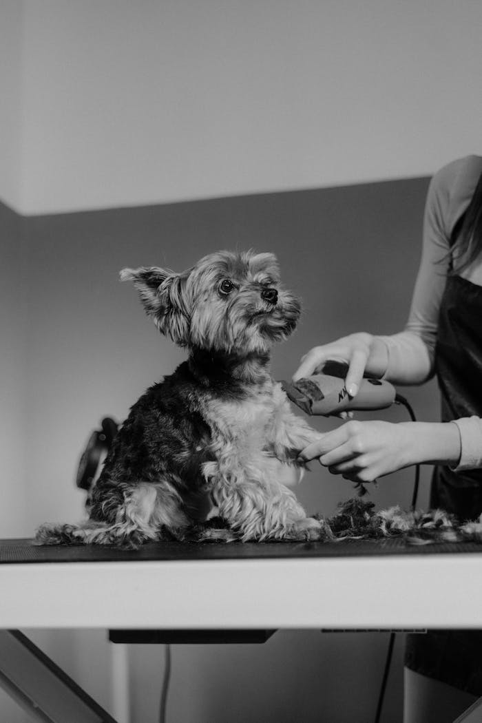 A cute Yorkshire Terrier getting a grooming session at a pet salon.