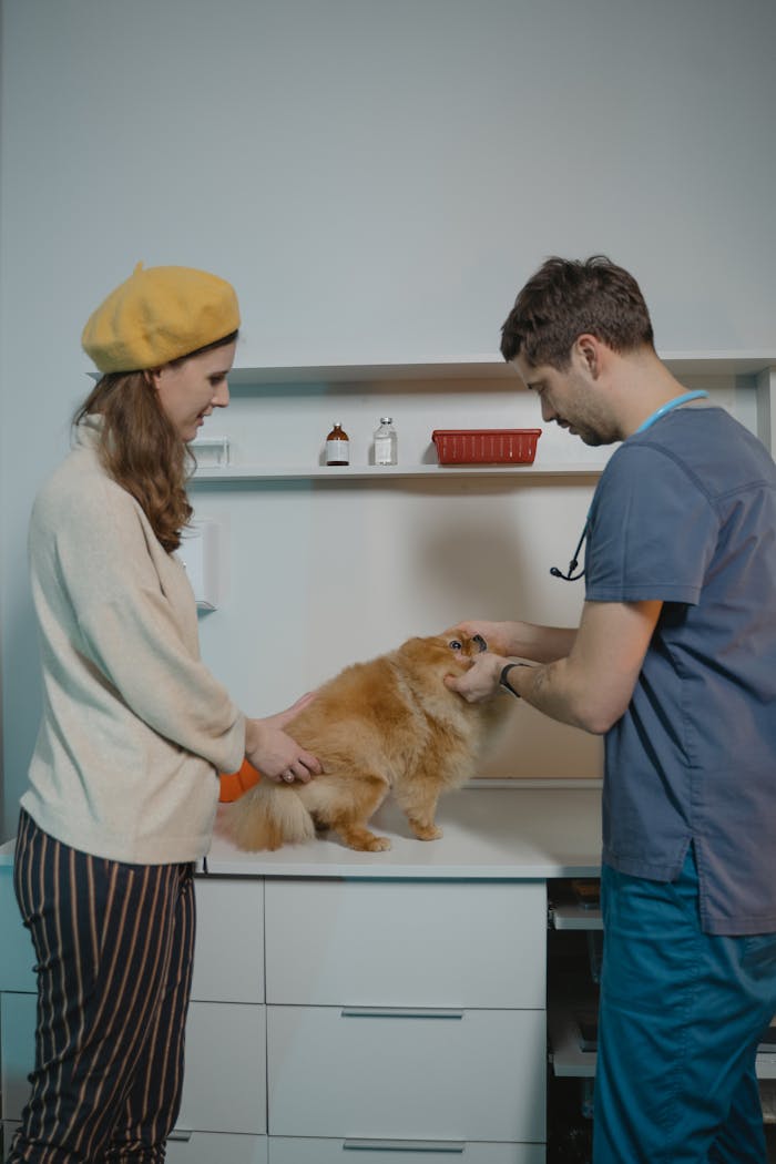 A veterinarian examines a Pomeranian dog with an owner nearby in a clinic setting.