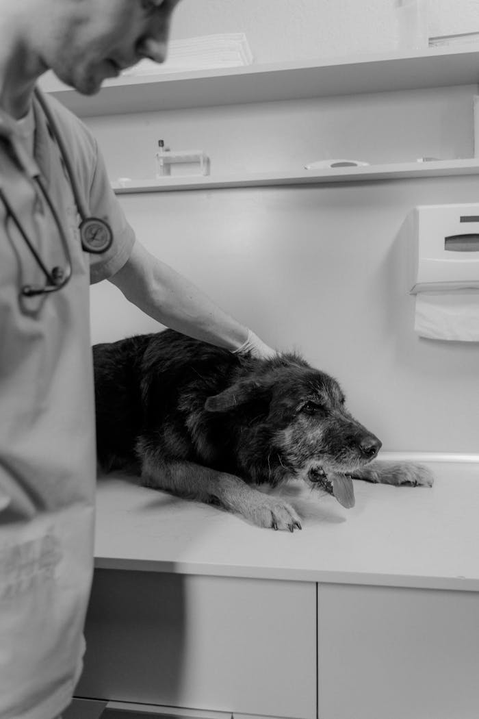 Veterinarian caring for a Rough Collie during an exam in a clinic, showcasing pet healthcare.