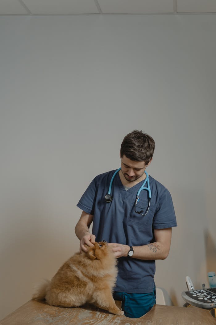 A veterinarian in blue scrubs conducts a check-up on a furry Pomeranian dog in a clinic.