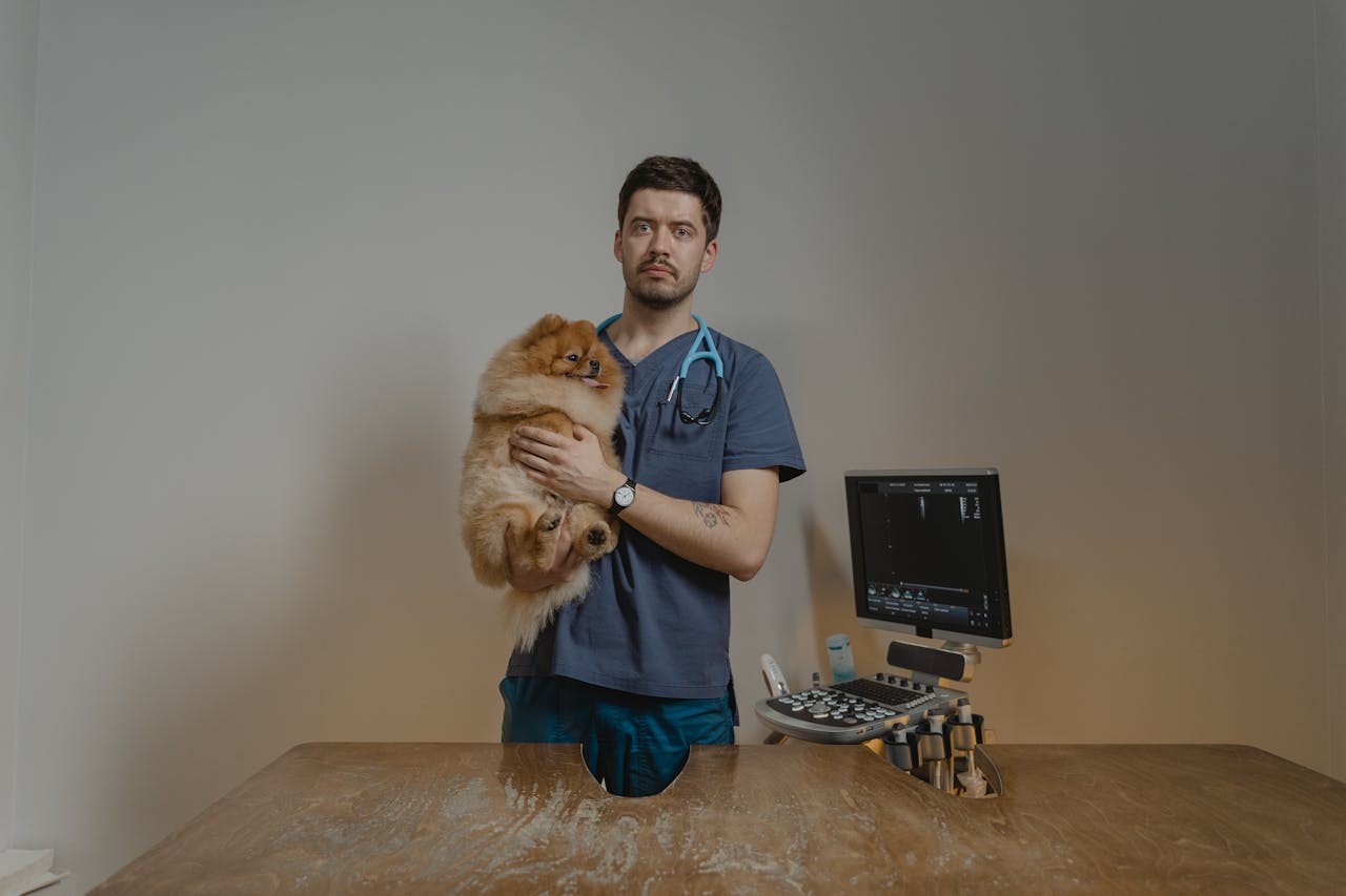 Veterinarian holding a Pomeranian with ultrasound machine in clinic.
