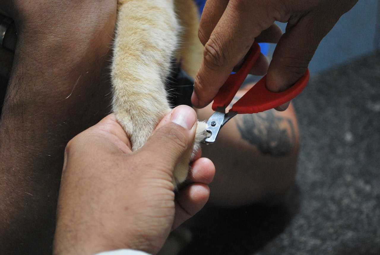 Close-up of a pet's paw being carefully trimmed with nail clippers.