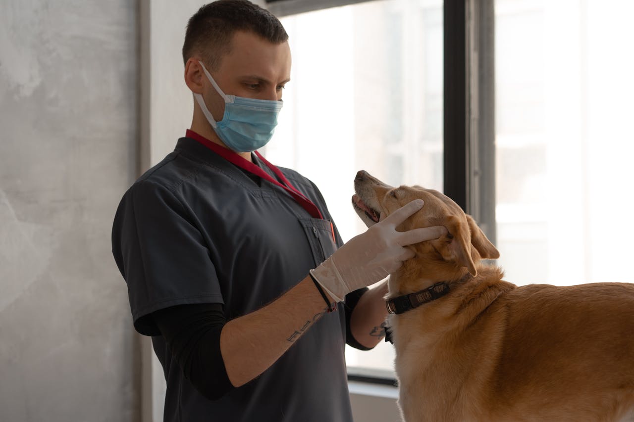 A veterinarian wearing a mask examines a dog indoors, focusing on patient care.