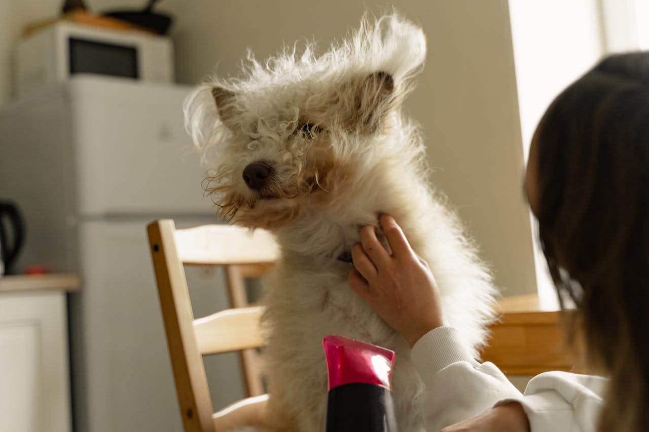 A fluffy dog getting a grooming session with a hairdryer by its owner at home.